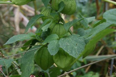 Photo of Husk Tomato (Physalis philadelphica subsp. ixocarpa 'Toma Verde') uploaded by vic