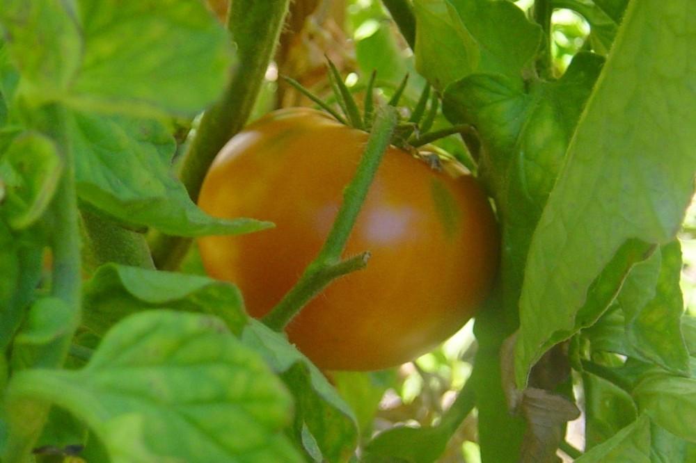 Photo of Tomato (Solanum lycopersicum 'Amana Orange') uploaded by vic