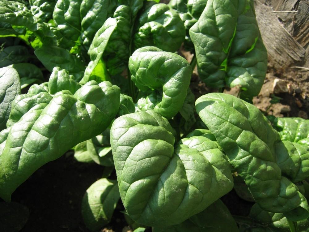 Photo of Spinach (Spinacia oleracea 'Bloomsdale') uploaded by vic