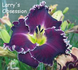 Photo of Daylily (Hemerocallis 'Larry's Obsession') uploaded by Calif_Sue