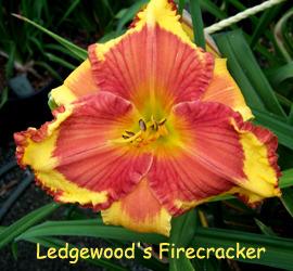 Photo of Daylily (Hemerocallis 'Ledgewood's Firecracker') uploaded by Calif_Sue