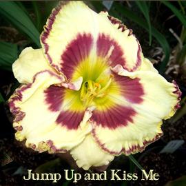 Photo of Daylily (Hemerocallis 'Jump up and Kiss Me') uploaded by Calif_Sue