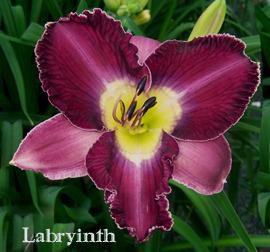 Photo of Daylily (Hemerocallis 'Labyrinth') uploaded by Calif_Sue