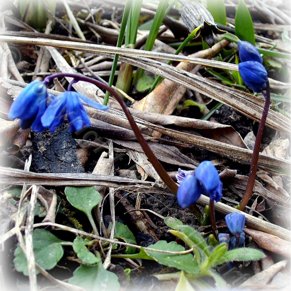 Photo of Siberian Squill (Scilla siberica) uploaded by Heart2Heart