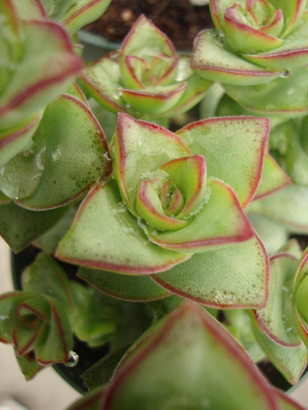 Photo of Variegated String of Buttons (Crassula perforata 'Variegata') uploaded by Paul2032