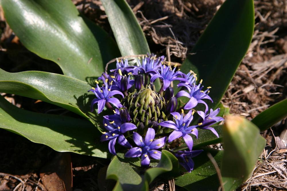 Photo of Peruvian Lily (Scilla peruviana) uploaded by dave
