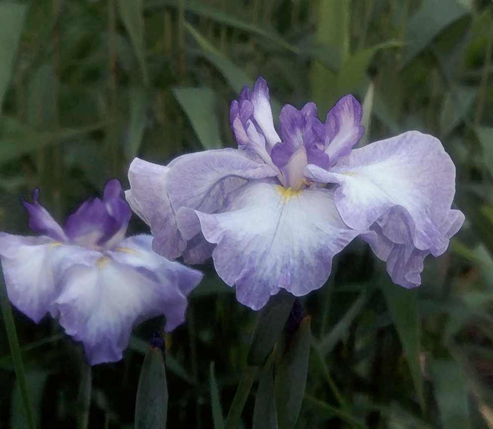 Photo of Japanese Iris (Iris ensata 'Persian Rug') uploaded by lorettalea