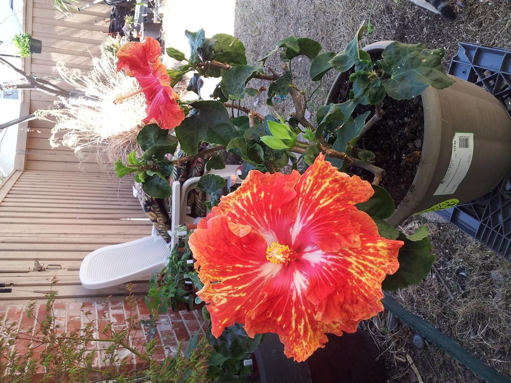 Photo of Tropical Hibiscus (Hibiscus rosa-sinensis 'Sun Showers') uploaded by pniksch