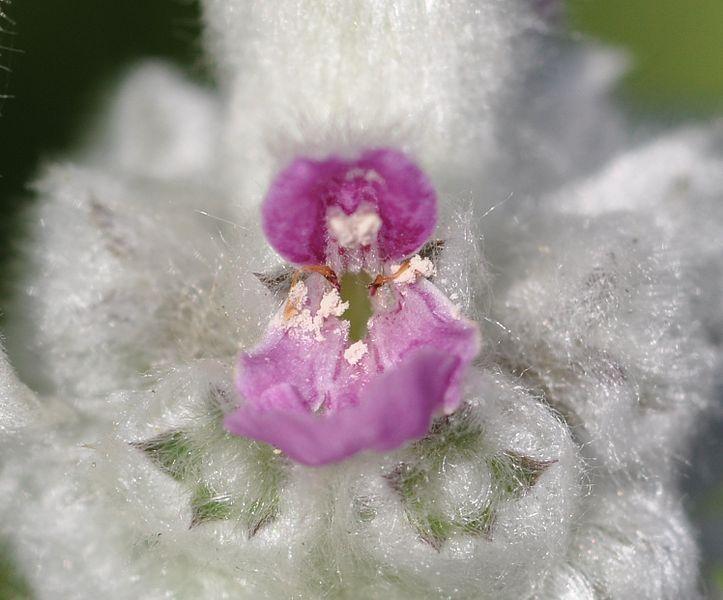Photo of Lambs' Ears (Stachys byzantina) uploaded by robertduval14