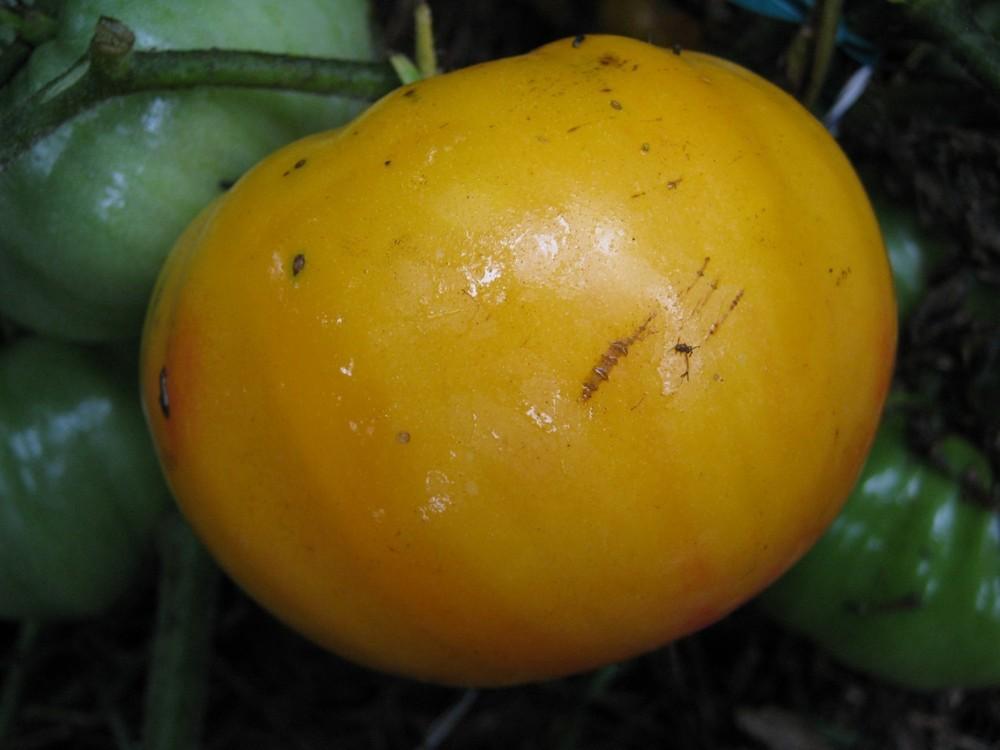 Photo of Tomato (Solanum lycopersicum 'Hillbilly') uploaded by vic