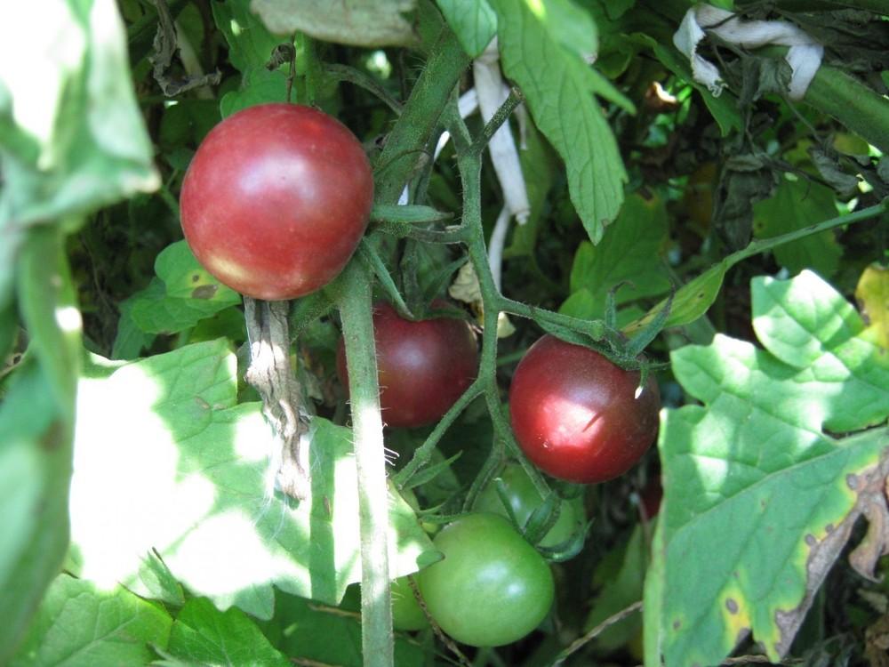 Photo of Tomato (Solanum lycopersicum 'Black Cherry') uploaded by vic