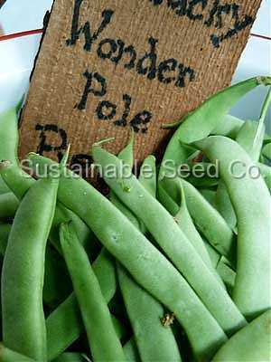 Photo of Pole Bean (Phaseolus vulgaris 'Kentucky Wonder') uploaded by vic
