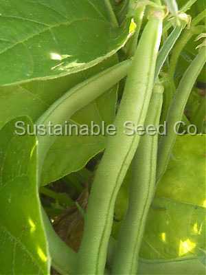 Photo of Pole Bean (Phaseolus vulgaris 'Blue Lake Pole') uploaded by vic