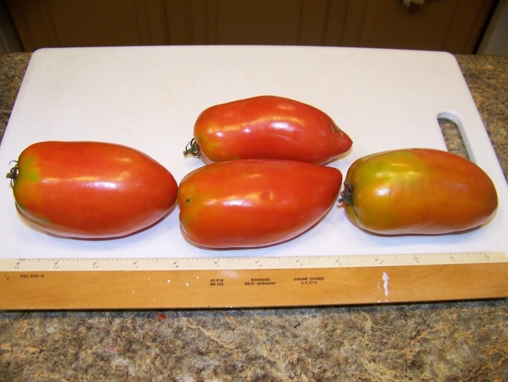 Photo of Tomato (Solanum lycopersicum 'Amish Paste') uploaded by vic