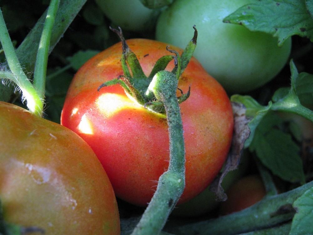 Photo of Tomato (Solanum lycopersicum 'Delicious') uploaded by vic