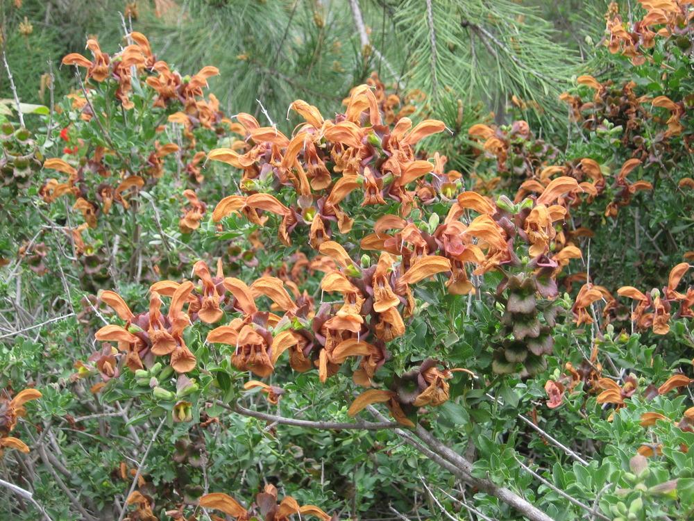Photo of Brown Salvia (Salvia aurea) uploaded by wcgypsy