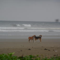 Location: San Jose, Ecuador
Date: 2013-03-04
The picture was captured by me on the beach of the Pacific Ocean 