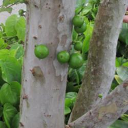 Location: Southwest Florida
Date: March 2013
Unripe fruit, growing directly on the trunk of this tree.