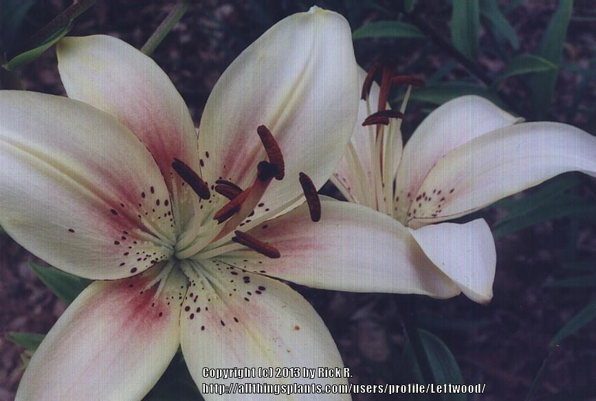 Photo of Lily (Lilium 'Shirley') uploaded by Leftwood