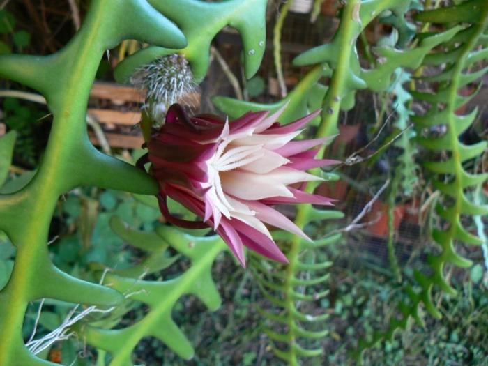 Photo of Zig-Zag Cactus (Selenicereus anthonyanus) uploaded by ceci