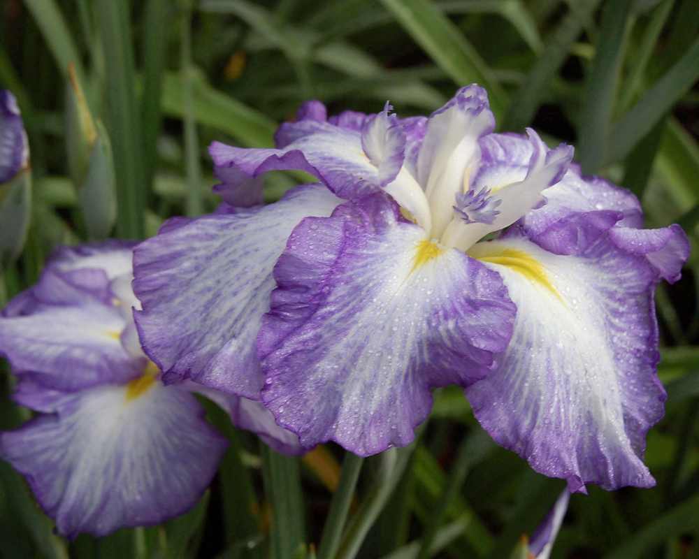 Photo of Japanese Iris (Iris ensata 'Reign of Glory') uploaded by lorettalea