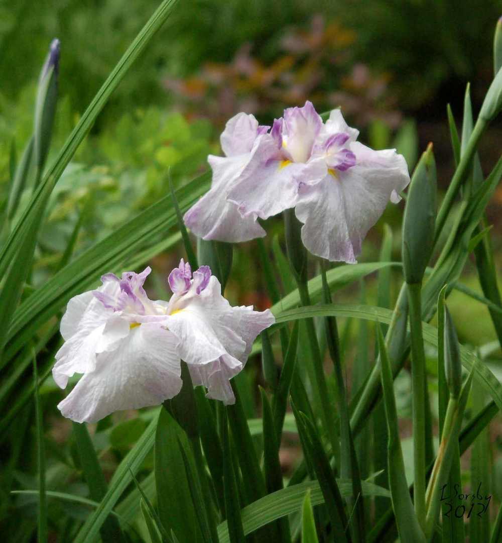 Photo of Japanese Iris (Iris ensata 'Oriental Fantasy') uploaded by lorettalea