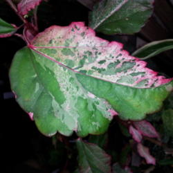 Location: Frisco TX
Date: 2013-03-18
Leaf variegation