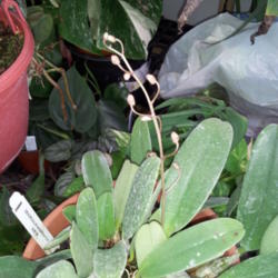 Location: Frisco Tx
Date: 2013-03-18
5 year old plant, first flower buds plant has produced