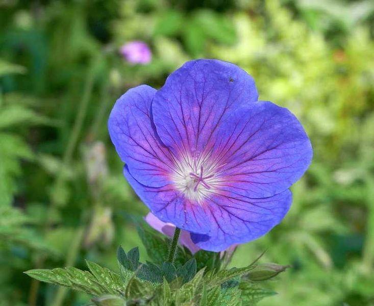 Photo of Hardy Geranium (Geranium 'Johnson's Blue') uploaded by robertduval14