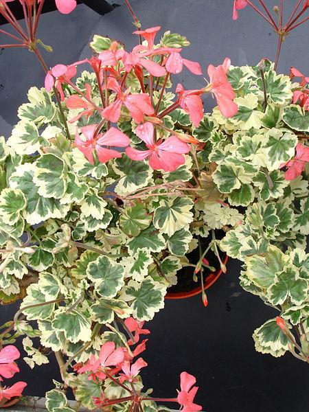 Photo of Zonal Geranium (Pelargonium x hortorum 'Frank Headley') uploaded by robertduval14