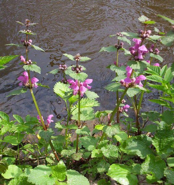 Photo of Spotted Dead Nettle (Lamium maculatum) uploaded by robertduval14