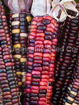 Photo of Flour Corn (Zea mays subsp. mays 'Painted Mountain') uploaded by vic