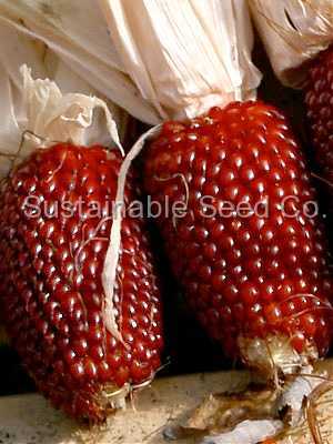 Photo of Popcorn (Zea mays subsp. mays 'Strawberry') uploaded by vic