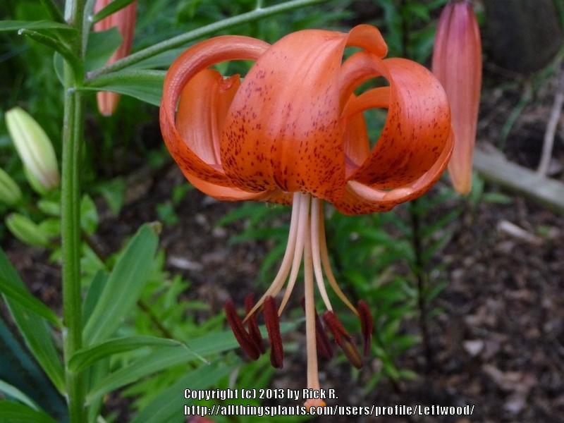 Photo of Lily (Lilium 'Karen North') uploaded by Leftwood