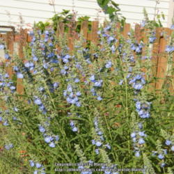 Location: My garden in Kentucky
Date: 2009-08-31
One of my favorite Salvias!