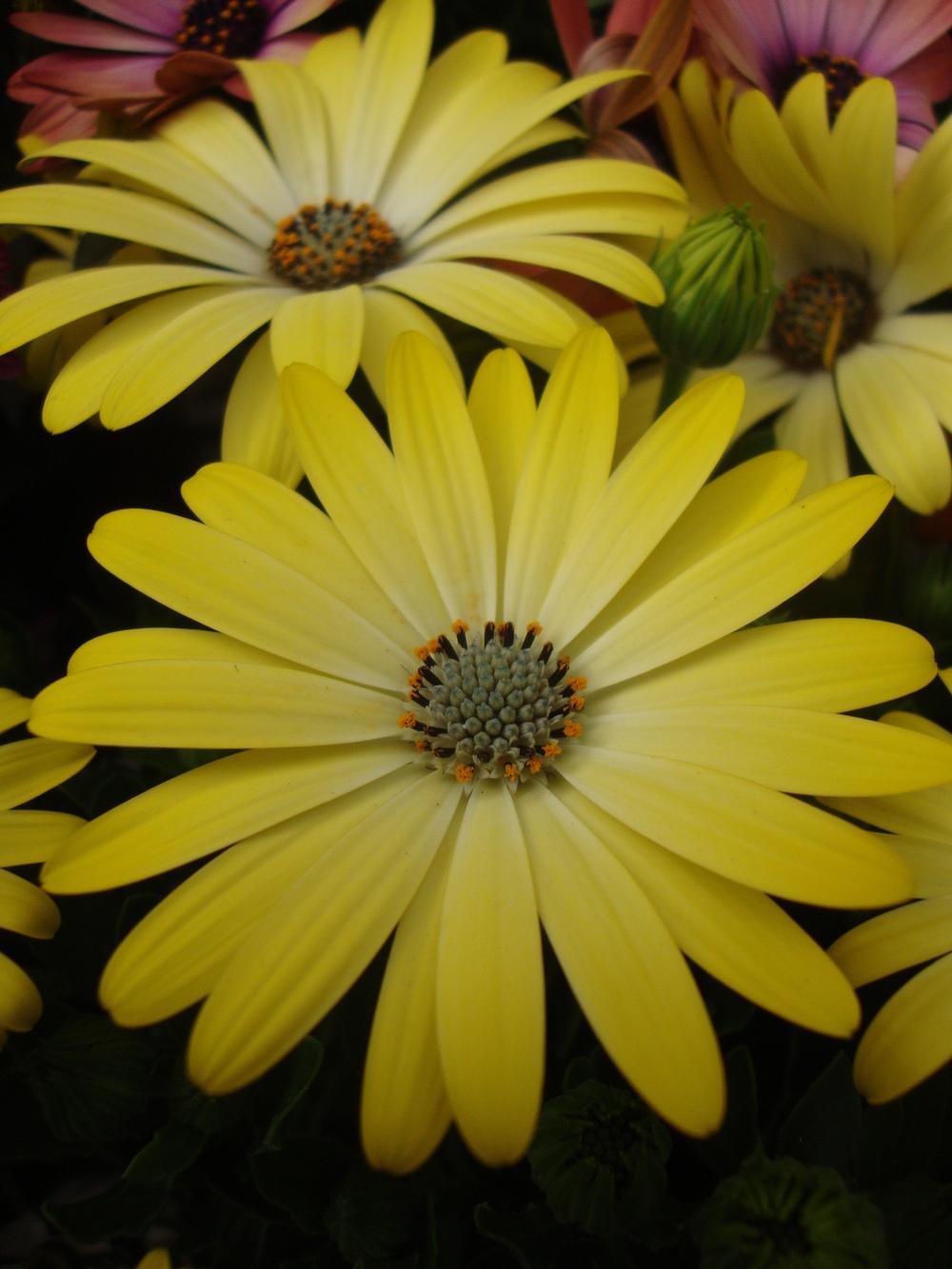 Photo of African Daisy (Osteospermum ecklonis Serenity™ Lemonade) uploaded by Paul2032
