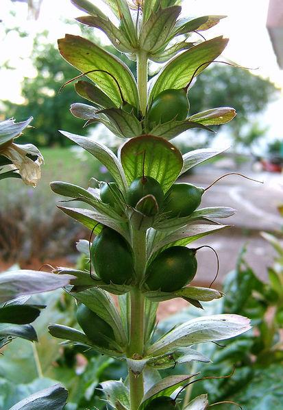 Photo of Bear's Breeches (Acanthus mollis) uploaded by robertduval14