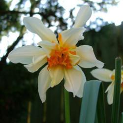 Location: Pencaitland, Scotland
Date: March 31, 2007 
Feu de Joie double daffodil from a garden in Mull raised by W.F.M