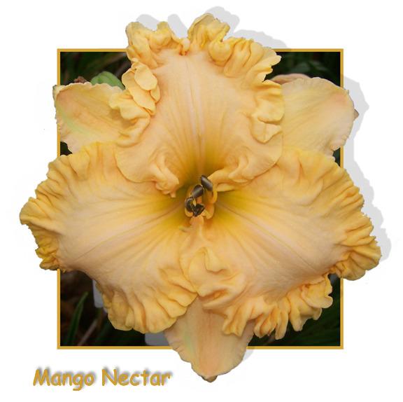 Photo of Daylily (Hemerocallis 'Mango Nectar') uploaded by Calif_Sue