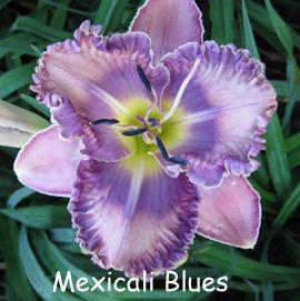 Photo of Daylily (Hemerocallis 'Mexicali Blues') uploaded by Calif_Sue