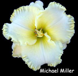 Photo of Daylily (Hemerocallis 'Michael Miller') uploaded by Calif_Sue