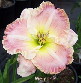 Photo of Daylily (Hemerocallis 'Memphis') uploaded by Calif_Sue