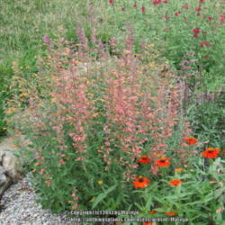 Location: My garden in Kentucky
Date: 2007-07-28
'Acapulco Orange' with A. 'Coronado' right behind it and A. cana 