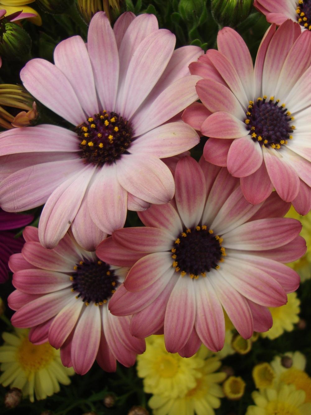 Photo of African Daisy (Osteospermum ecklonis Serenity™ Pink Magic) uploaded by Paul2032