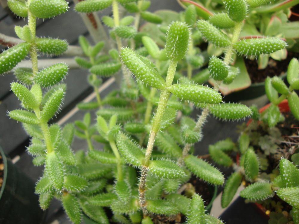 Photo of Ice Plant (Delosperma echinatum) uploaded by Paul2032