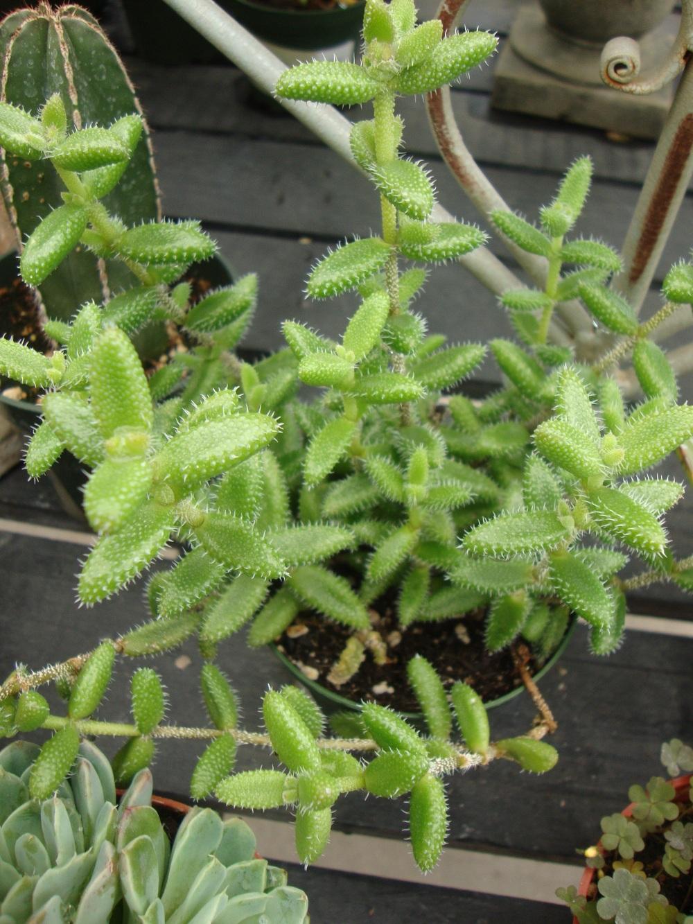 Photo of Ice Plant (Delosperma echinatum) uploaded by Paul2032