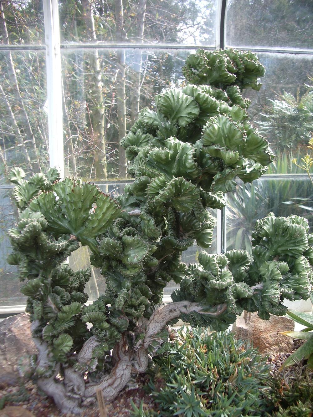 Photo of Elkhorn (Euphorbia lactea 'Cristata') uploaded by a2b1c3