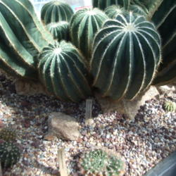 Location: 98108
Date: 2013-03-21
large cactus at back