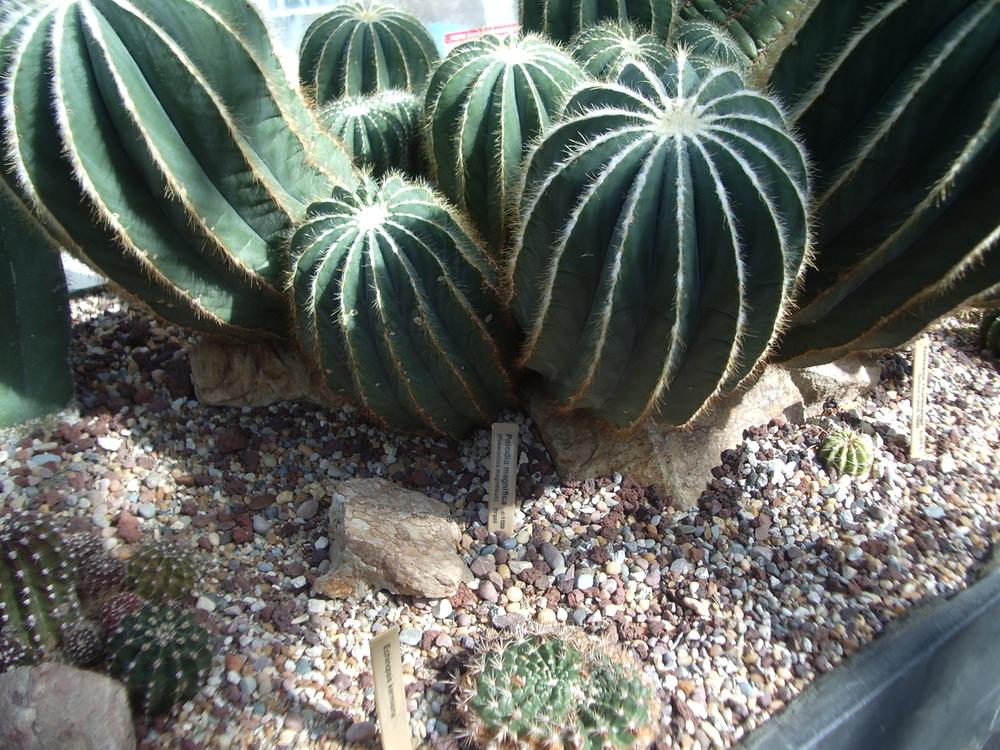 Photo of Ball Cactus (Parodia magnifica) uploaded by a2b1c3