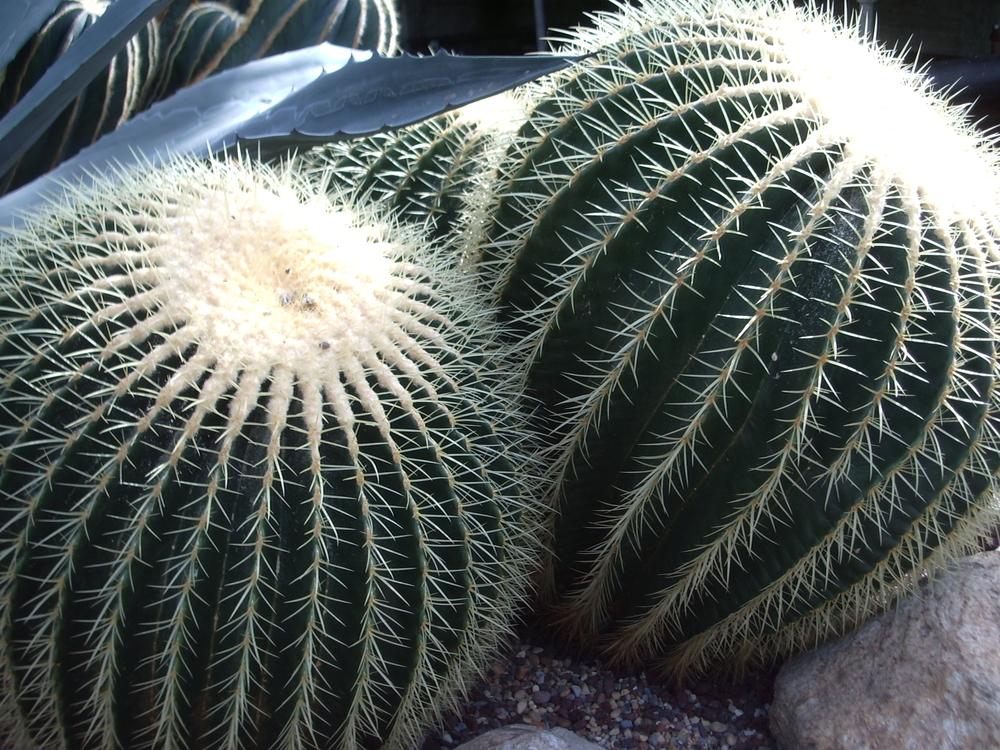 Photo of Golden Barrel Cactus (Kroenleinia grusonii) uploaded by a2b1c3